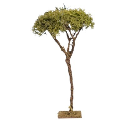 alberi - muschio - ghiaia