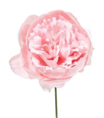 Pick Peonia ø11cm h19cm Cipria ø11cm h19cm per decorazioni di Natale