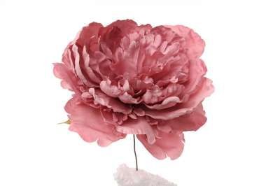 Pick Peonia Rosa