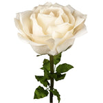 ROSA DIAM. 75 CM - STELO CM 130 CIPRIA