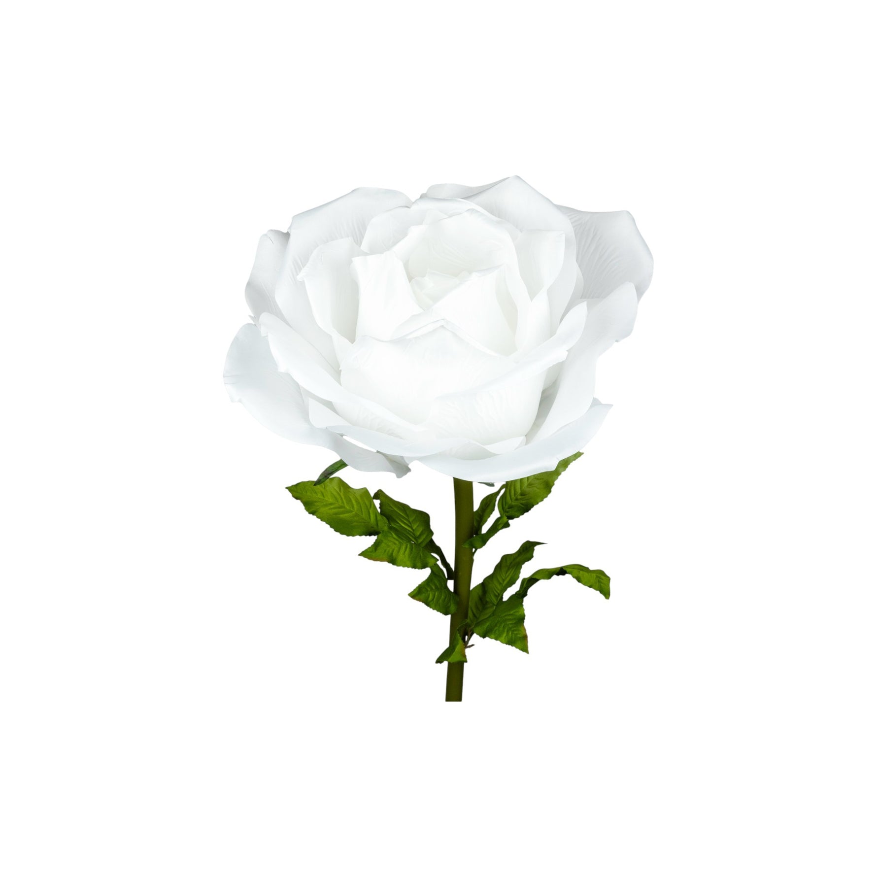 ROSA DIAM. 37 CM - STELO CM 100 BIANCO