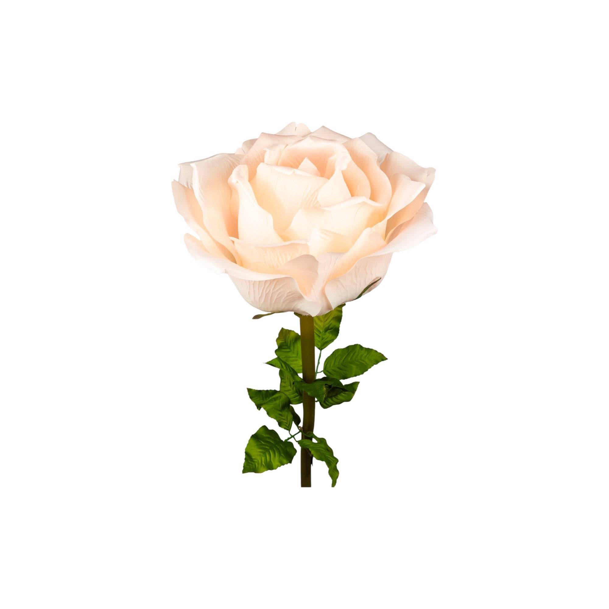 ROSA DIAM. 37 CM - STELO CM 100 CIPRIA