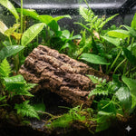 Sughero per presepe corteccia naturale per terrari artigianali fai da te al Kg