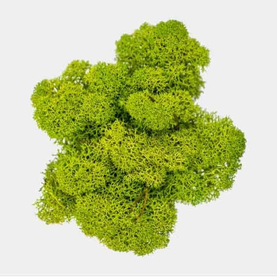 Muschio nordico lichene confezione Verde 50 gr per presepe